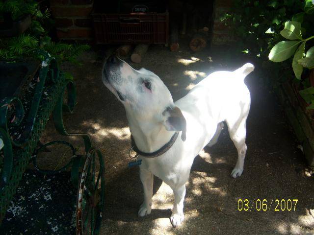 Bounty Parson Jack Russell Terrier -