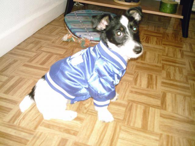 chopin jack russel terrier -