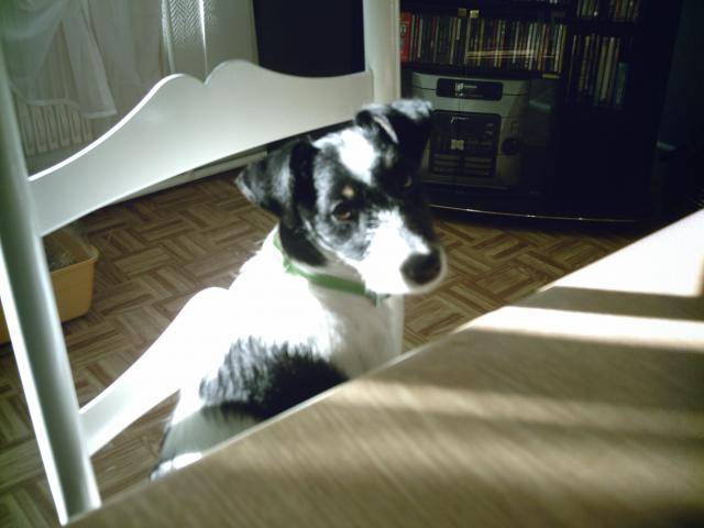 chopin -