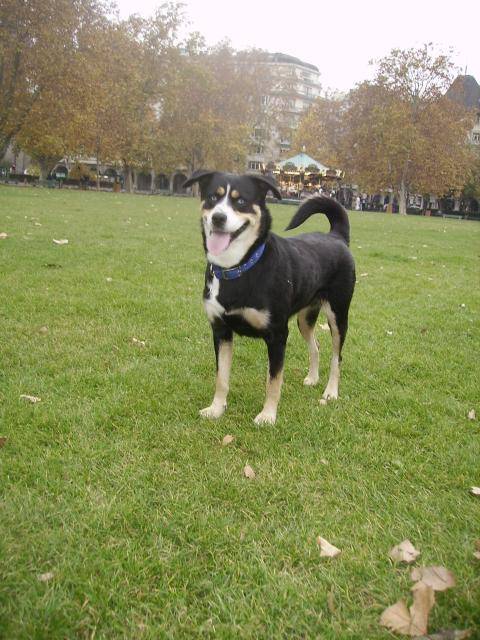 indy rott croiser husky -