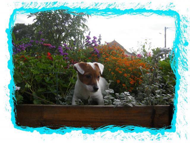jack russel -