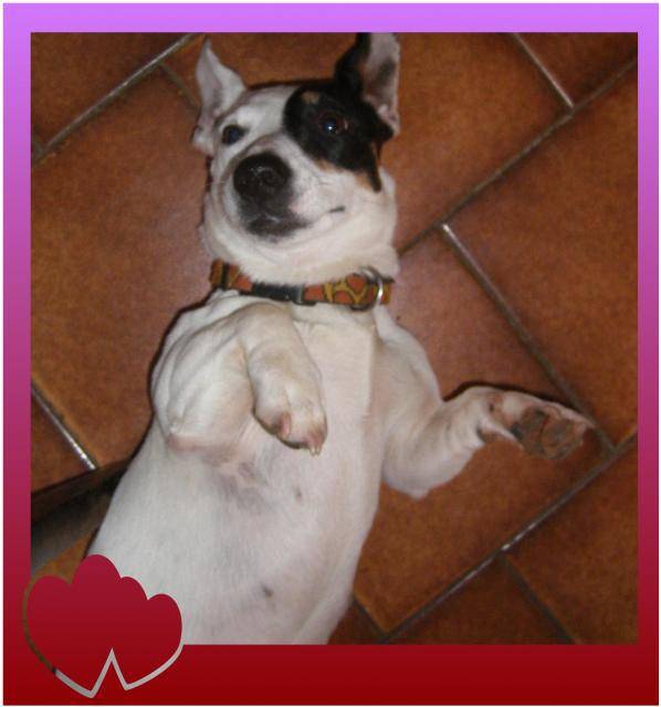jack russel kia -