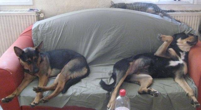 Sangha Lou et Piwi !!! -