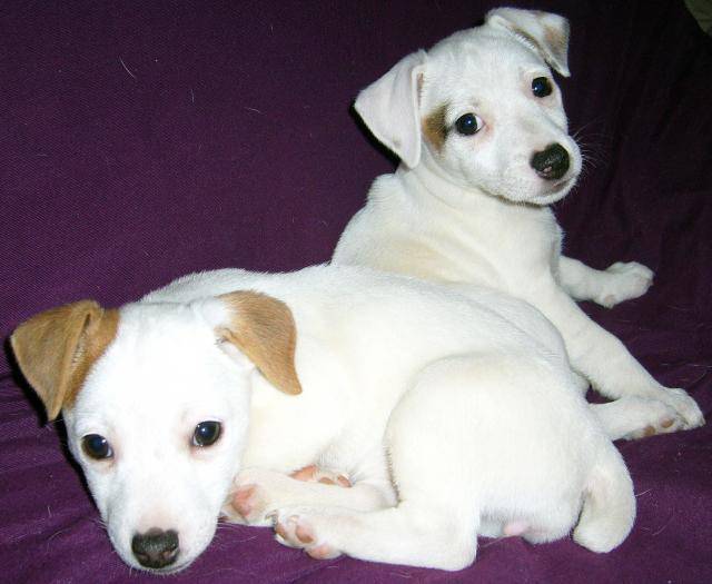 caly et capy....jack russel -