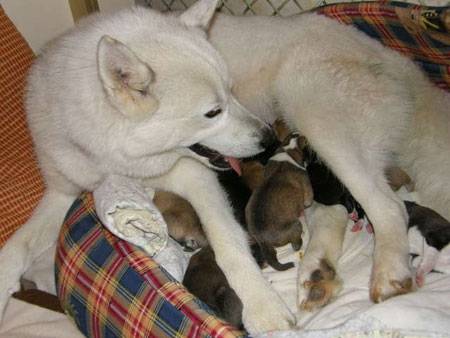 Husky : Tania et ses bébés -