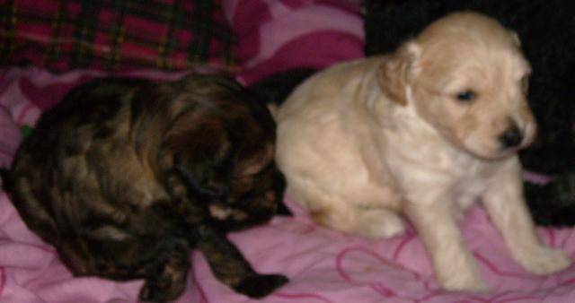 chipeur et caline -