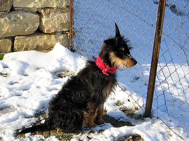 Jack terrier Louloute -