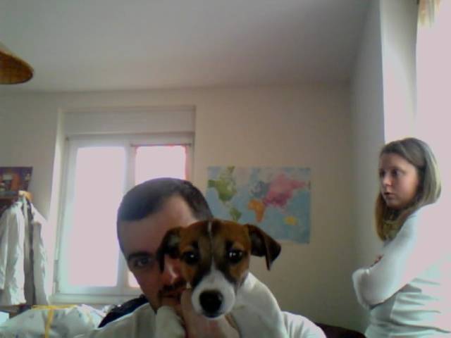 jack russel -