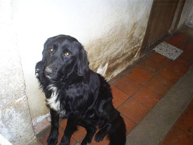 croisé border collie labrador zouki -