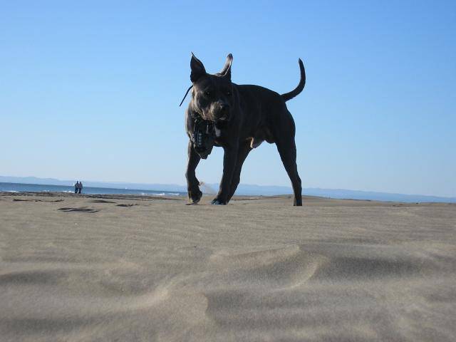 Capone à la plage! -