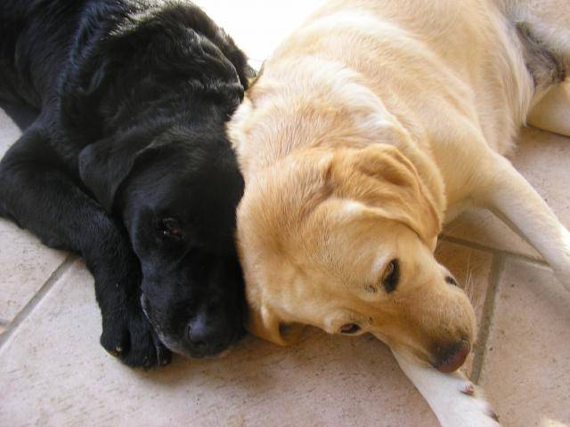 Balou et Simone -