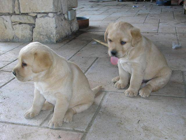 Les bébés de Balou et Simone -