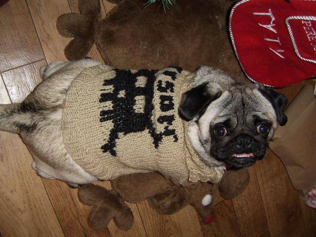 Tyson et son joli pull! -