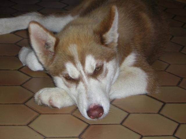 Husky : Naïna -