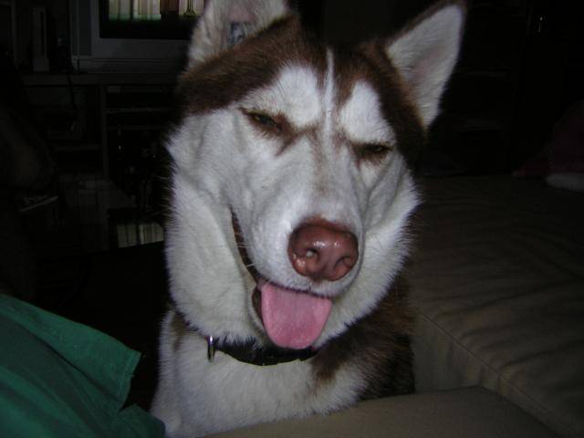 Husky Naïna -