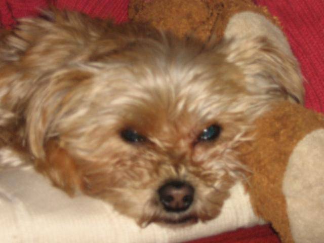 GIGI yorkshire croisée bichon -