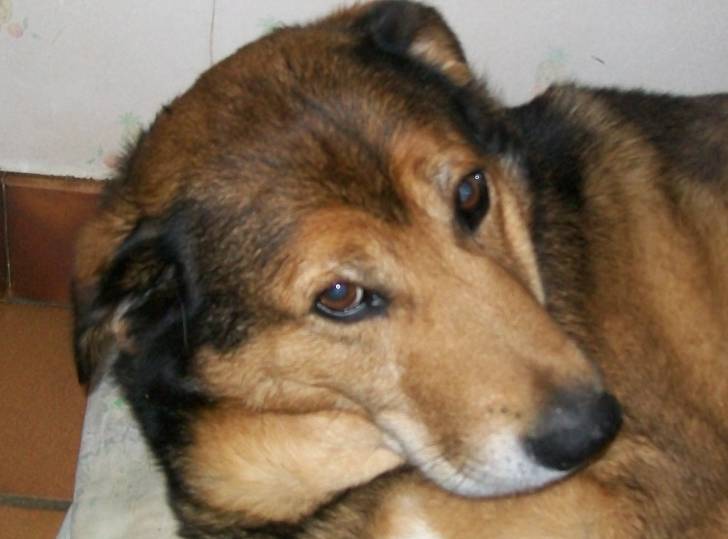 Bouchon - Mâle (13 ans)