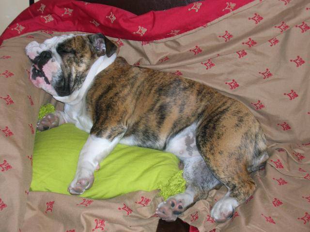 bulldog anglias Bellis -