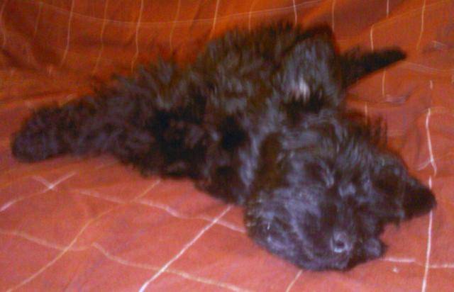 cachou ma petite yorkniche !! -