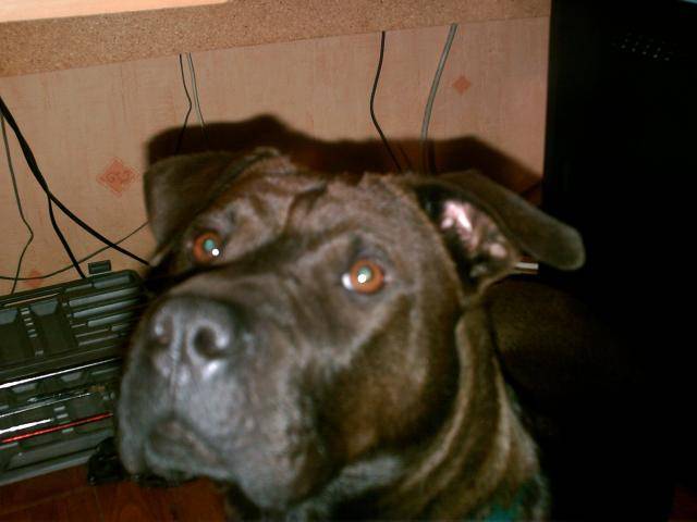 Pandore labrador bordercollie beauceron staff sharpei -