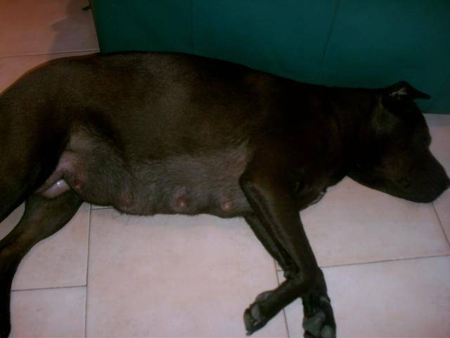 chienne tres croisée PANDORE -