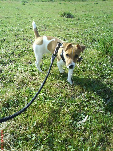 Jack Russel // Canelle -