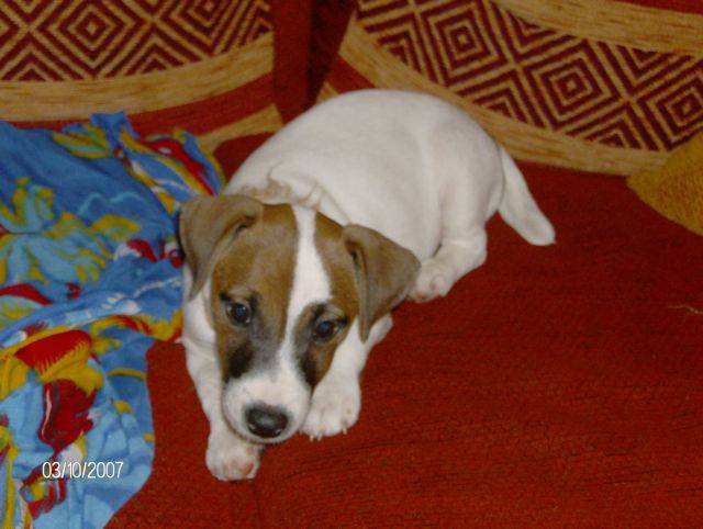 jack russel cassie -