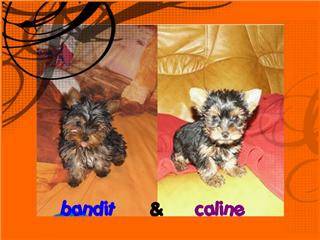 YORK TOY BANDIT ET CALINE -