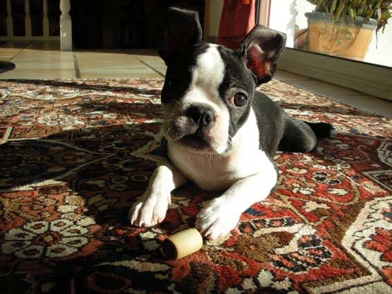 Louna - Femelle (7 mois)