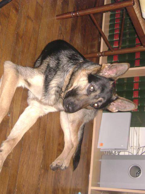 berger allamand baloo -