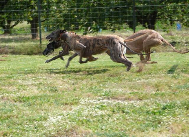 Galgo Biscaye a la cour du roi boulou -