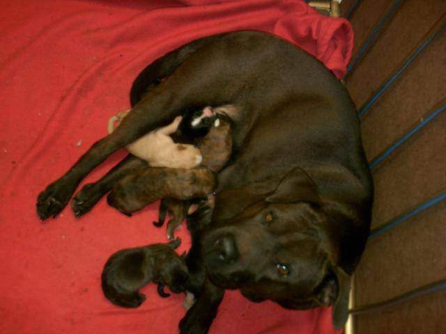 Pandore et ses bébés des chiens tres croisés -