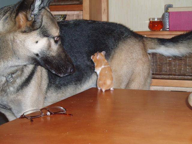 Syringa (BA) et Canelle (hamster) -
