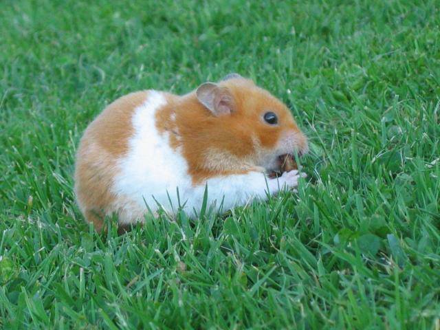 Canelle (hamster syrien) -