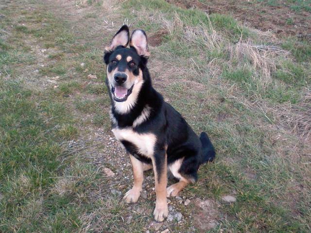 Cooper-croisé Berger Allemand & Labrador -
