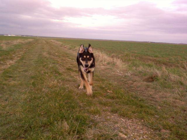 Cooper - Croisé Berger Allemand & Labrador -