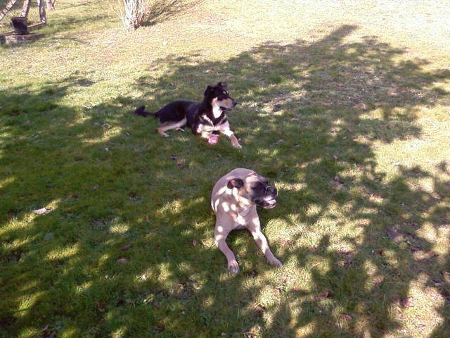 Cooper-CroiséBA&Labrador - Nana - Boxer -