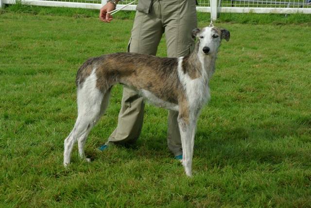Galgo COCOLORES CARA MIA a la cour du roi boulou -