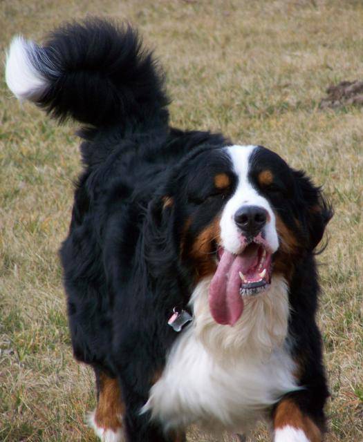 bouvier bernois, attila -