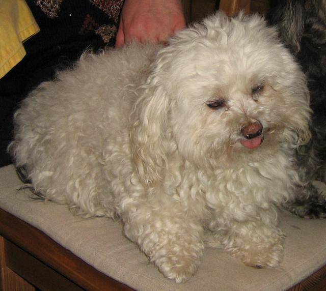 MELBA, Bichon -