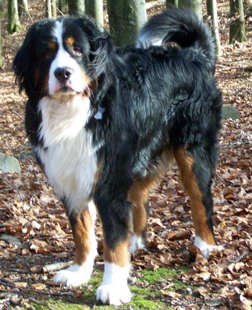 bouvier bernois, attila -