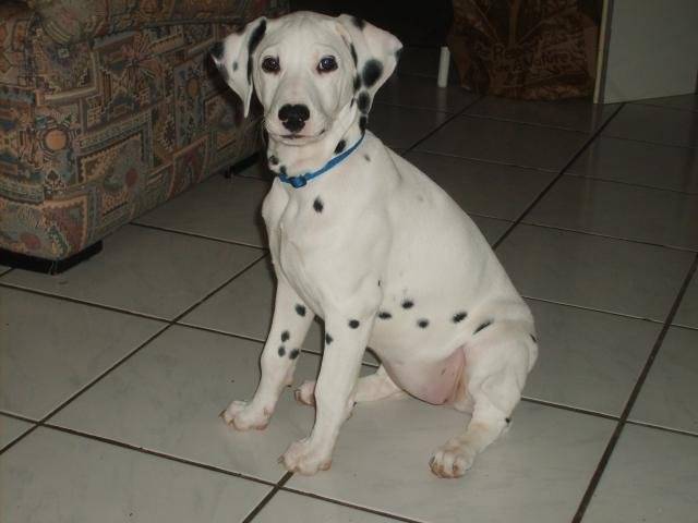Nala -