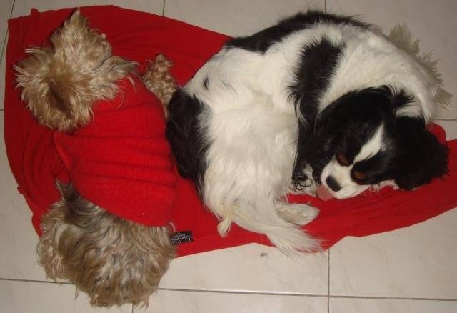 yorkeshire et cavalier king charles -