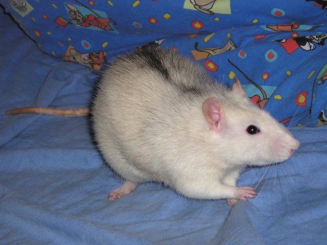 Rat - Frimousse -