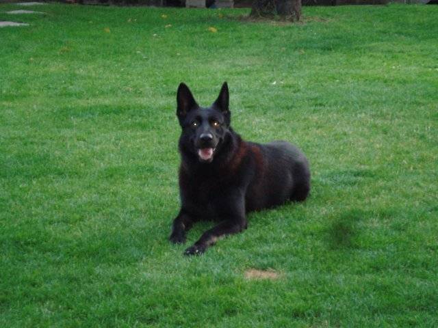 Major -