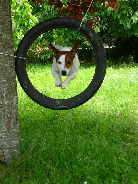 jack russel chanel -