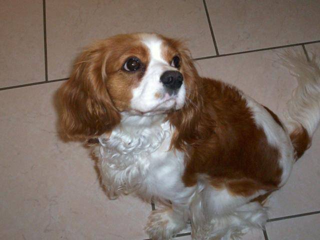 chanel cavalier king charle -