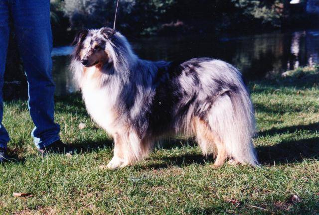 colley nacre -