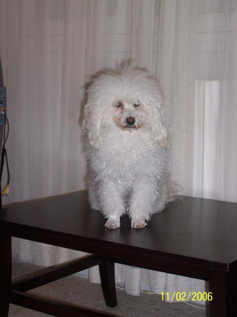 Sushi bichon -