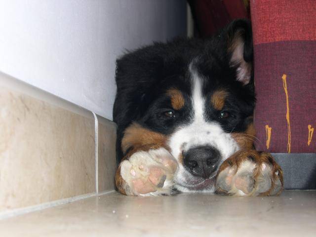bouvier bernois jaelle -